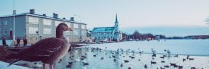 Ducks on Reykjavik pond