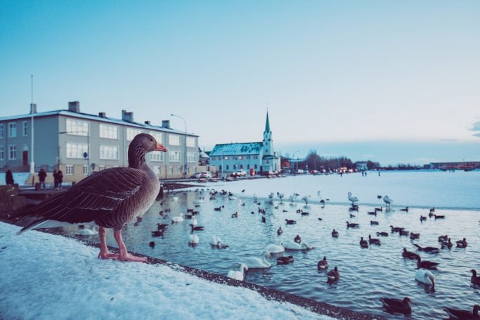 Ducks on Reykjavik pond